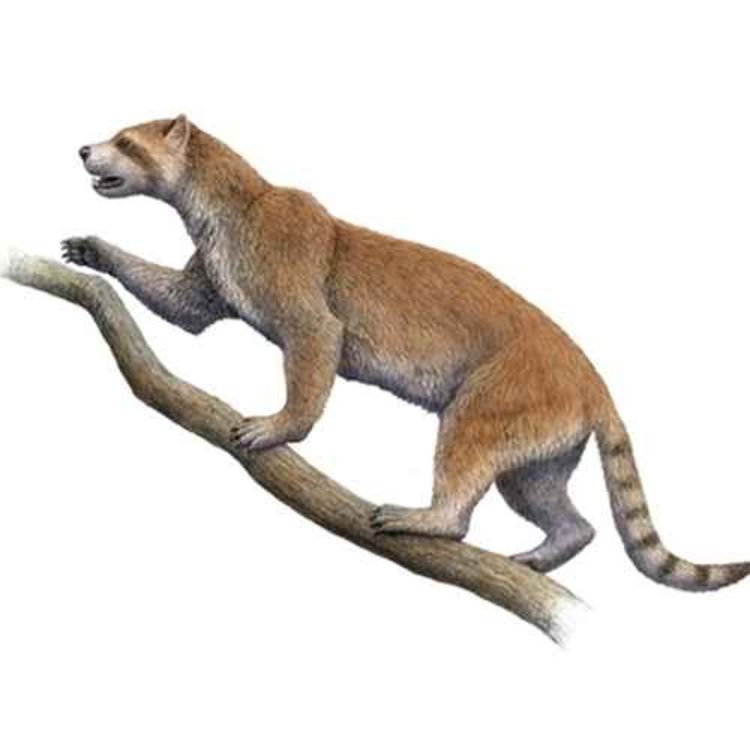 cover art for Simocyon, the Short-Snouted Dog