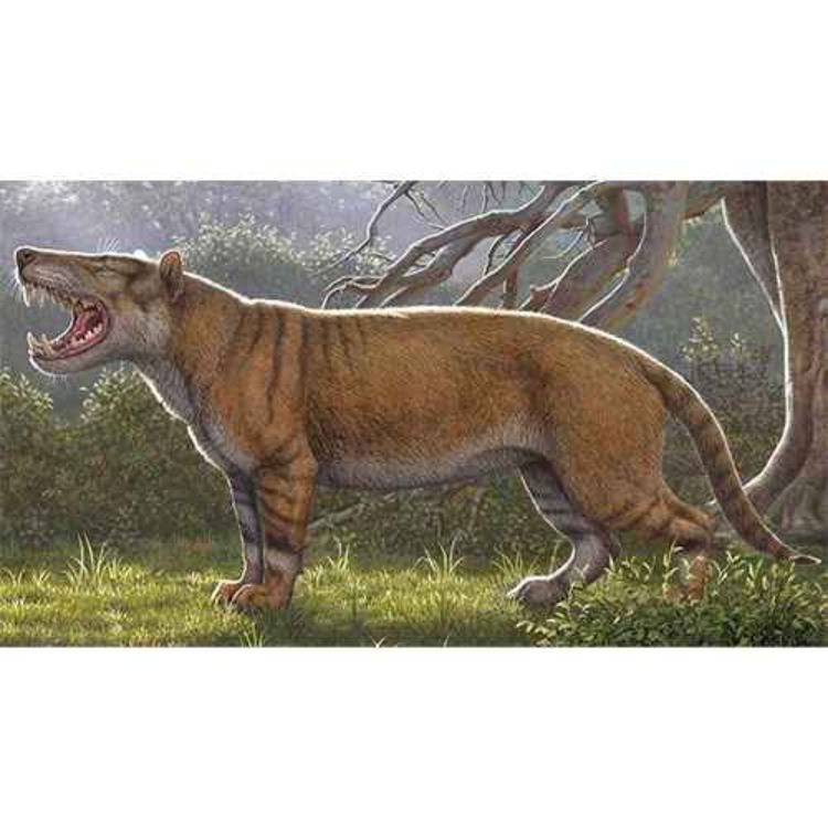 cover art for Simbakubwa, the Great Lion