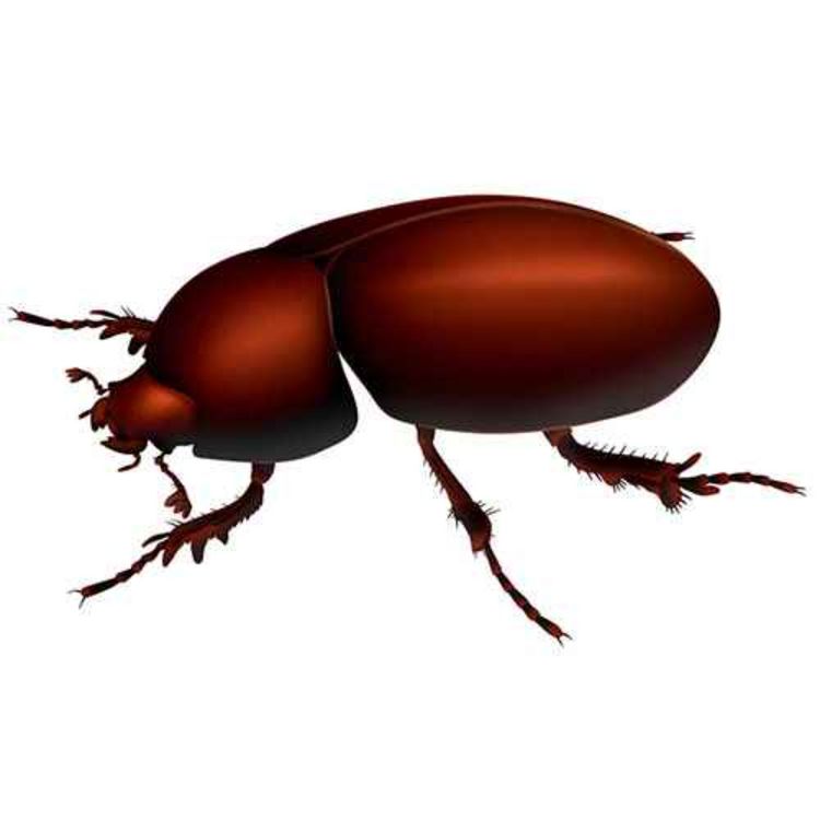 cover art for Tyrannasorus rex, the Tyrannical Hump King