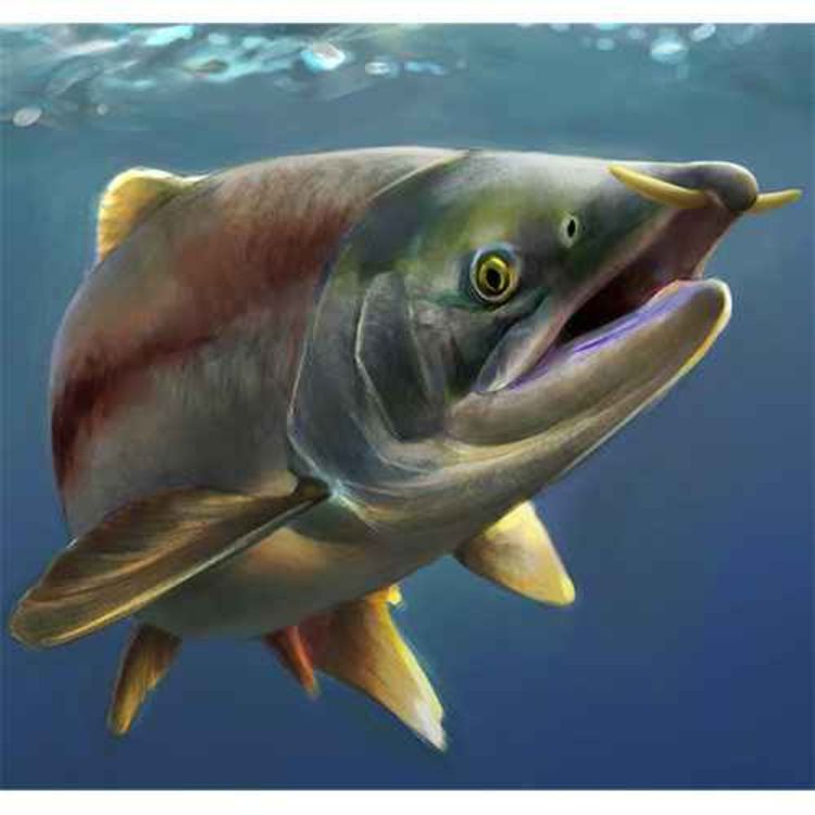 cover art for Oncorhynchus rastrosus, the Saber-toothed Salmon