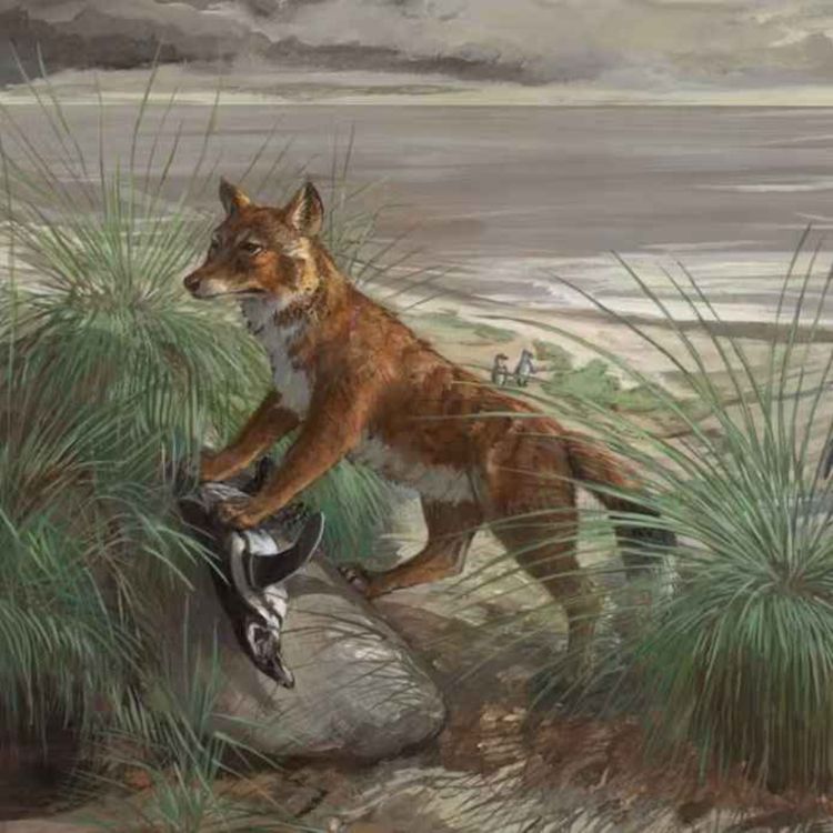 cover art for Dusicyon, the Falkland Islands Wolf