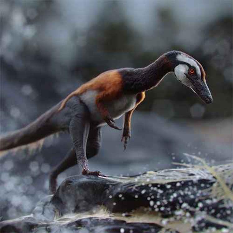 cover art for Compsognathus, the Elegant Jaw