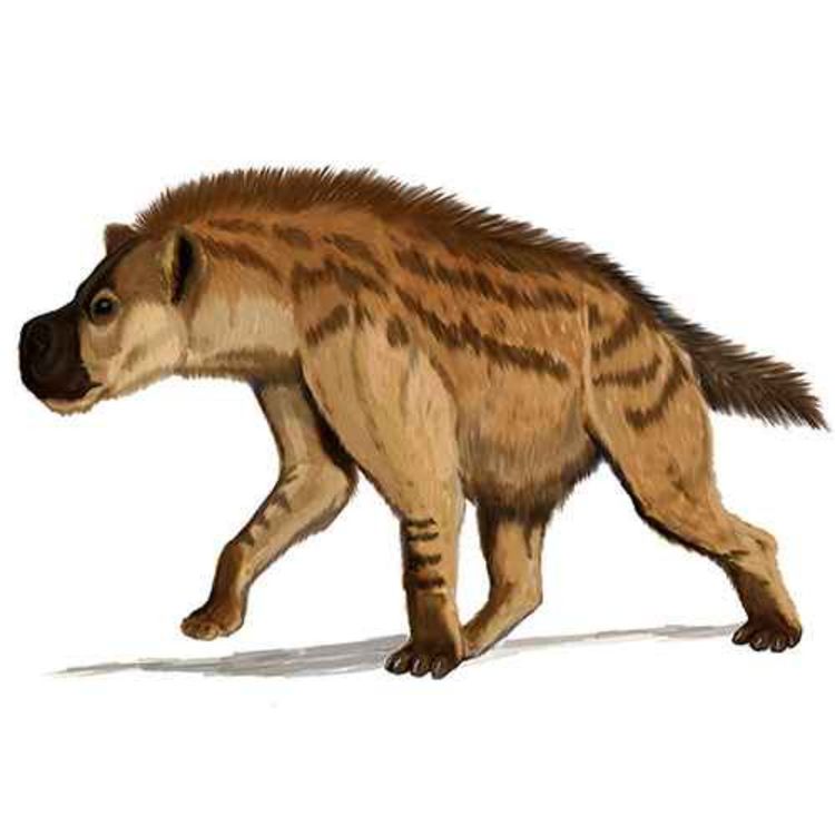 cover art for Dinocrocuta, the Terrible Hyena