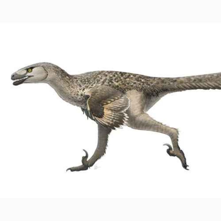 cover art for Dromaeosaurus, the Running Lizard
