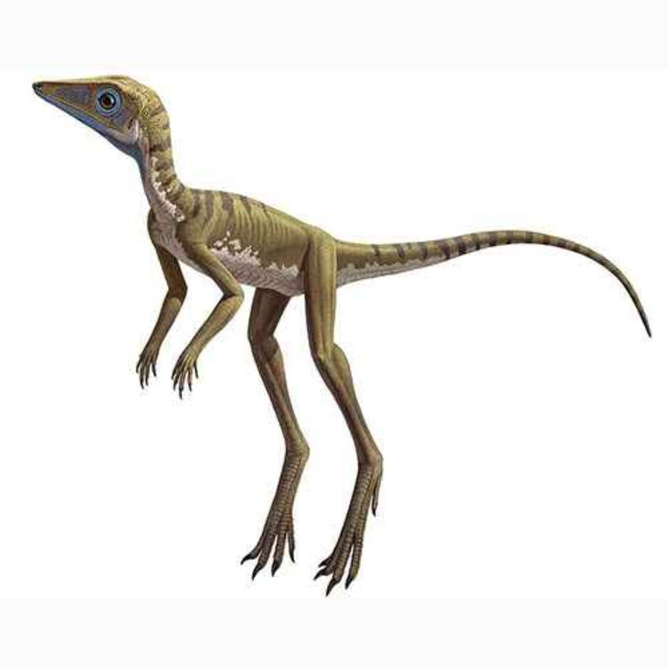 cover art for Scleromochlus, the Hard Limb