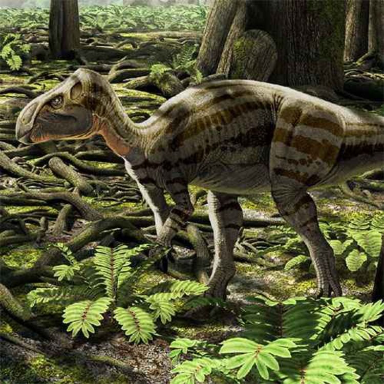 cover art for Zalmoxes, of the Dacian Deity