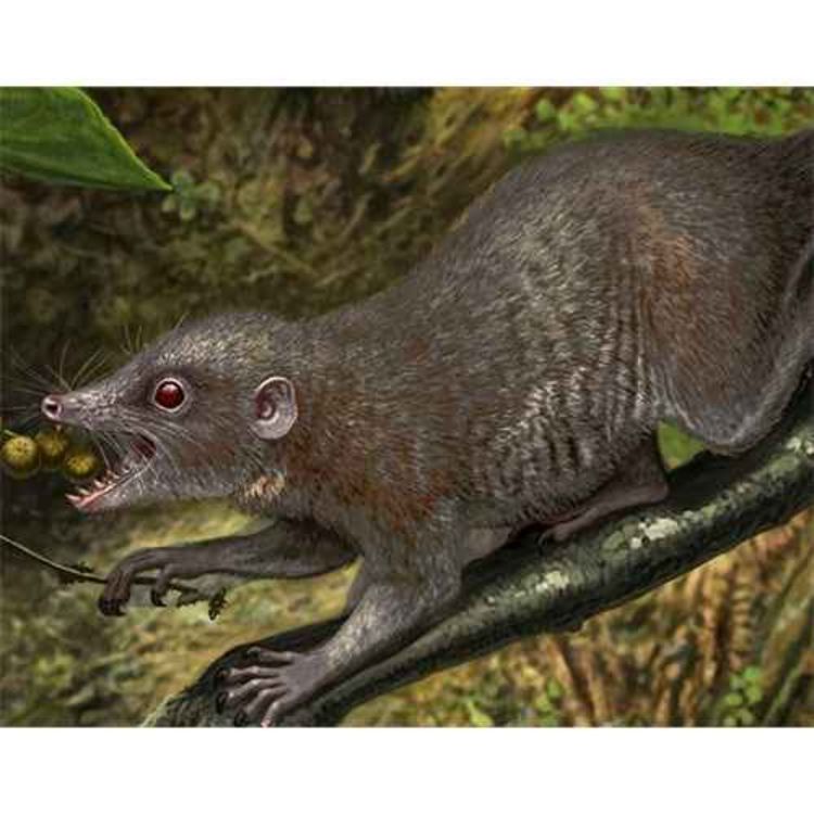 cover art for Purgatorius, of Purgatory Hill