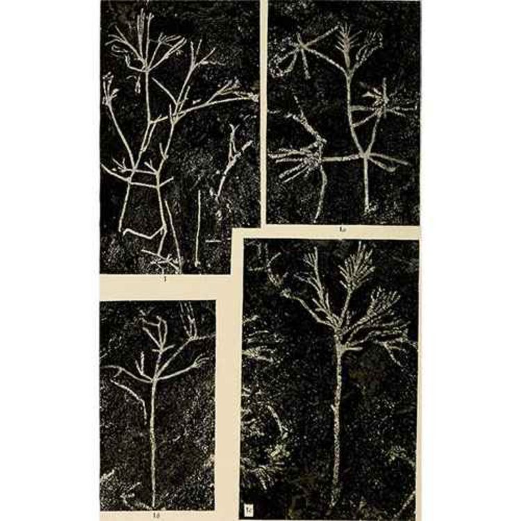 cover art for Dalyia, the Clustered One