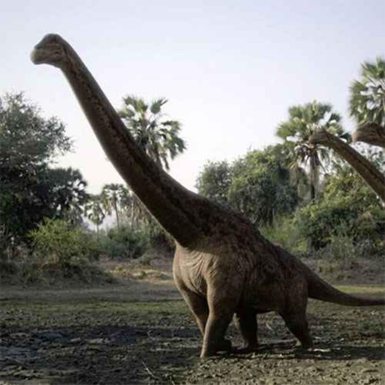 cover art for Rapetosaurus, the Malagasy Giant Lizard Again