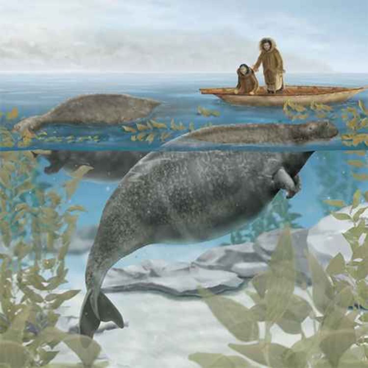 cover art for Hydrodamalis gigas, the Steller's Sea Cow