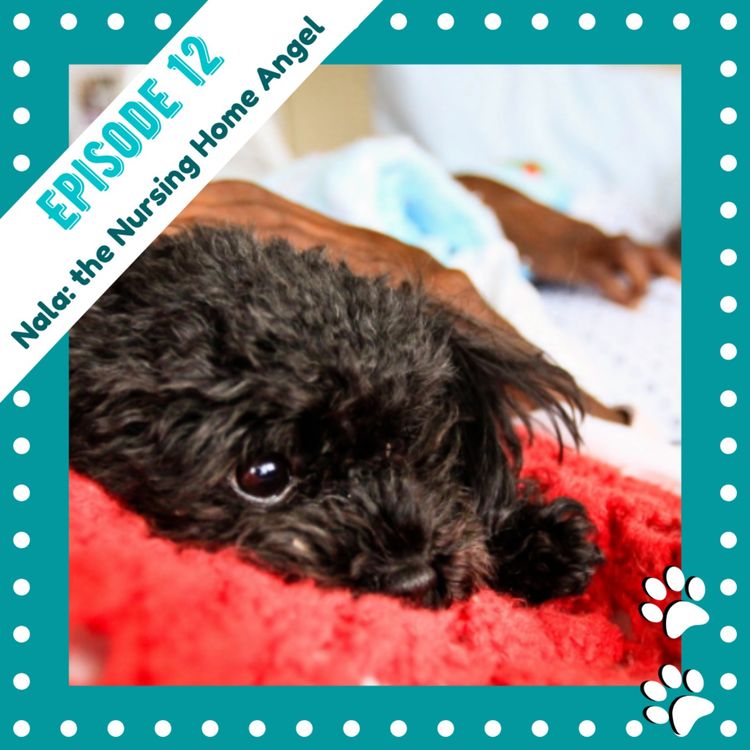 cover art for Ep12 - Nala: the Nursing Home Angel