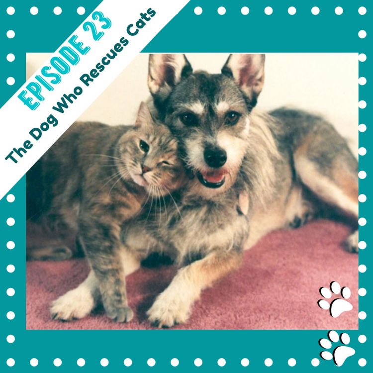 cover art for Ep 23: The Dog Who Rescues Cats Part 2