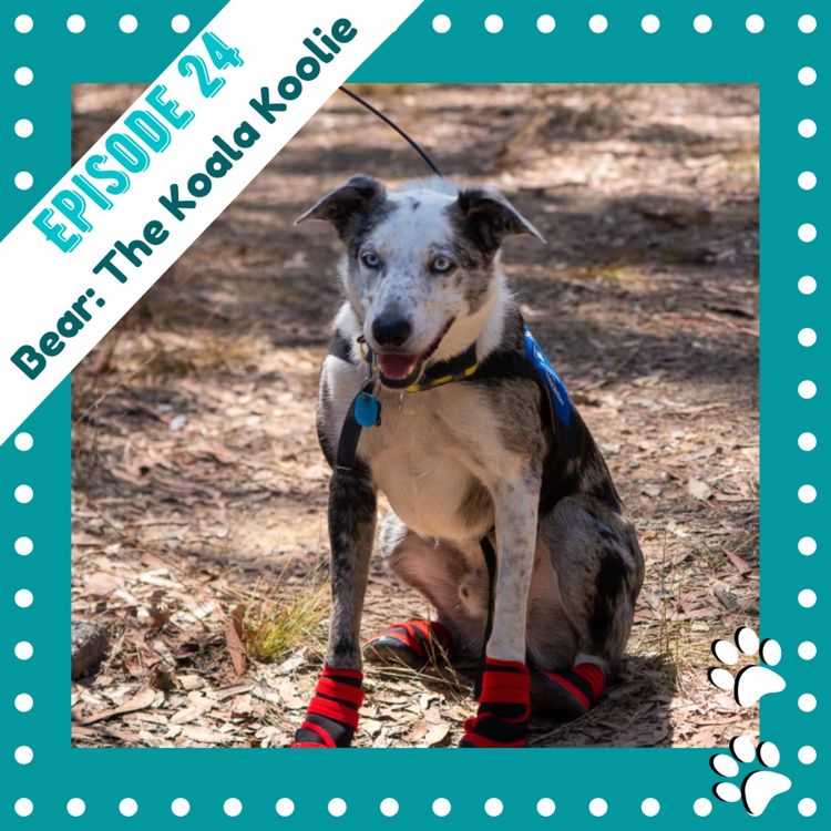 cover art for Ep24 - Bear: The Koala Koolie