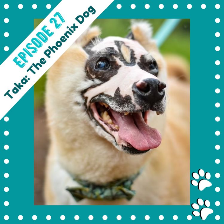 cover art for Ep 27- Taka the Phoenix Dog