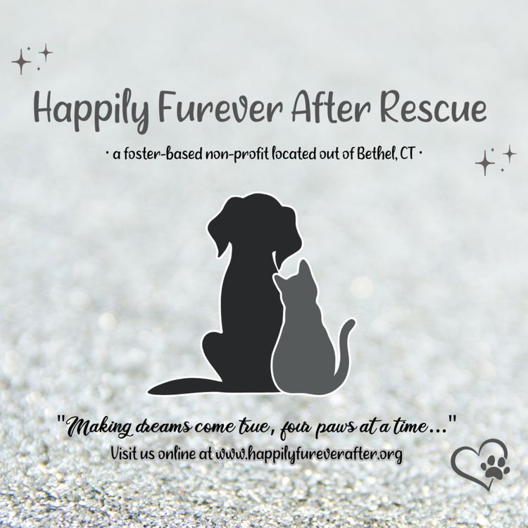 cover art for Jaclyn Gartner Saved 750 Pets from Shelters 