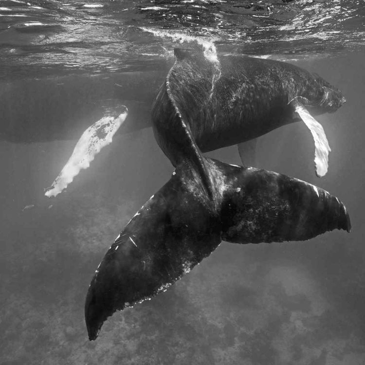 cover art for The Whale Man's Magical Quest