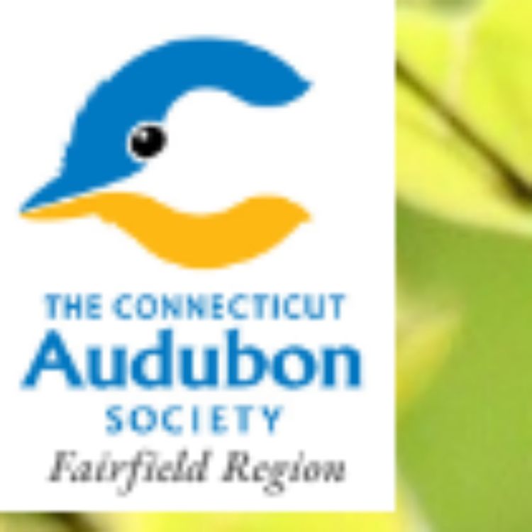 cover art for Easy Ways To Help Birds During Migration