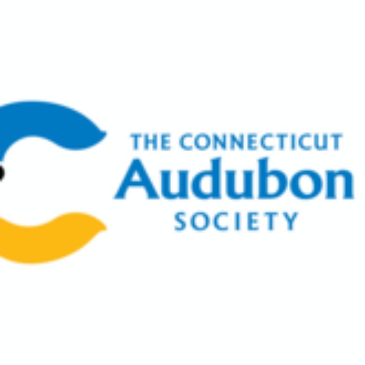 cover art for Frozen, Starving Birds Falling From Trees!