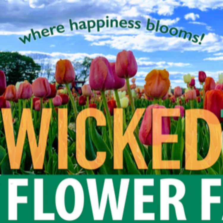 cover art for Pick Your Own Tulips in CT!