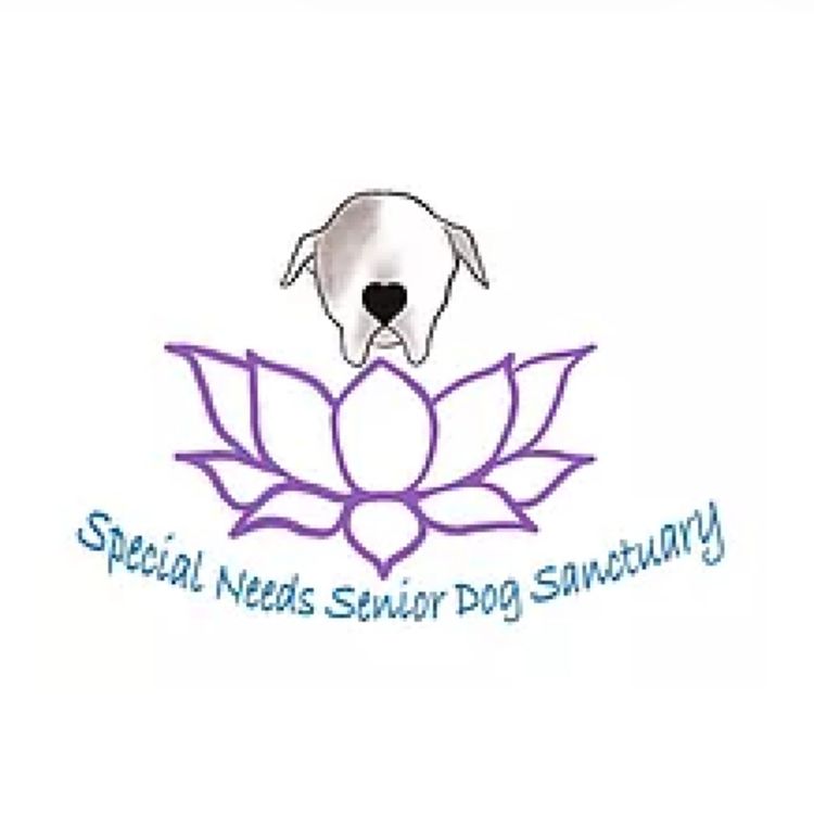cover art for Saving Connecticut’s Special Needs Senior Dogs After Devastating Flood
