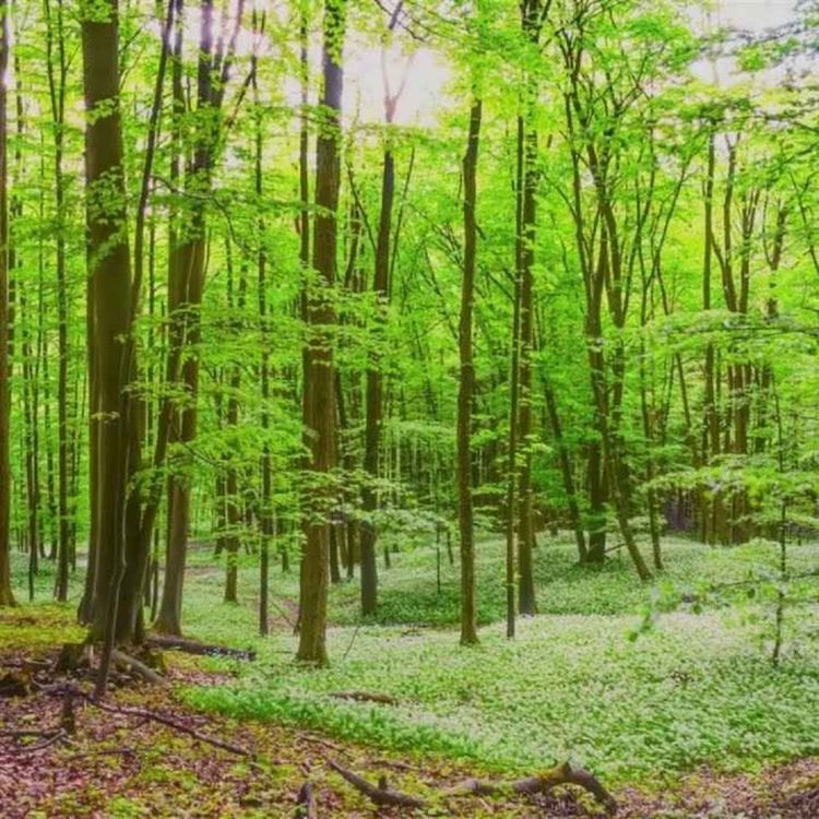 cover art for Peder B. Helland - Early in the Morning