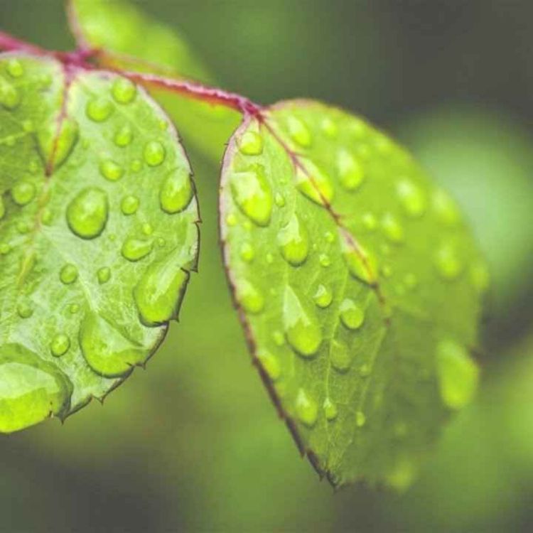 cover art for Peder B. Helland - Deep In The Forest