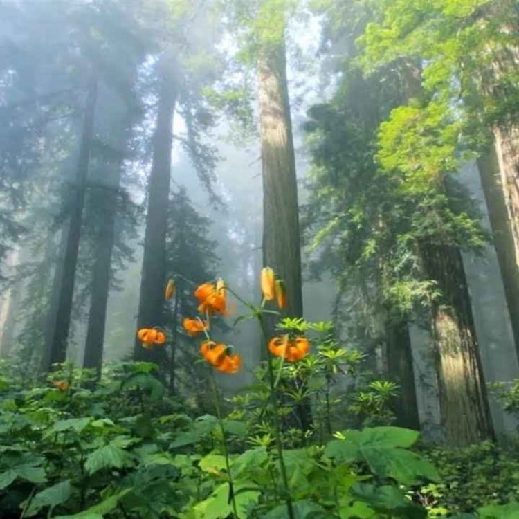 cover art for Peder B. Helland - Sunny Mornings