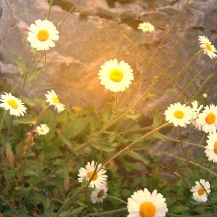 cover art for 30 Minutes of Melancholic Healing Cello Piano Harp Music (Instrumental Music)