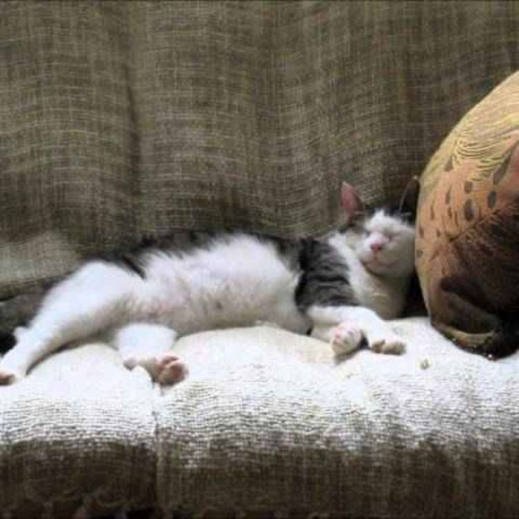 cover art for Relaxing Piano Music, Chill Out Music, Easy Listening Music, Gentle Music