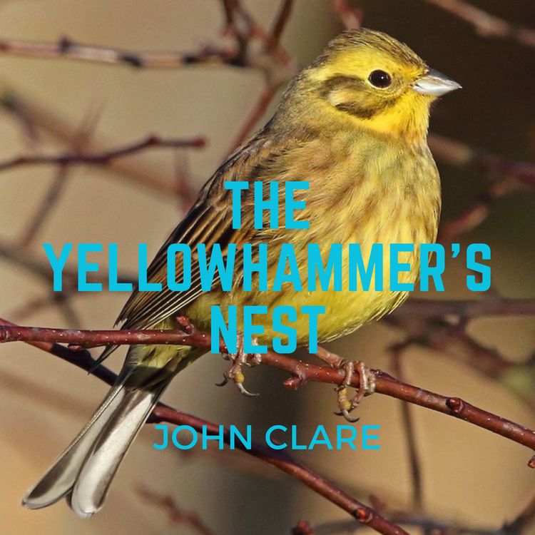 cover art for John Clare, "The Yellowhammer's Nest"