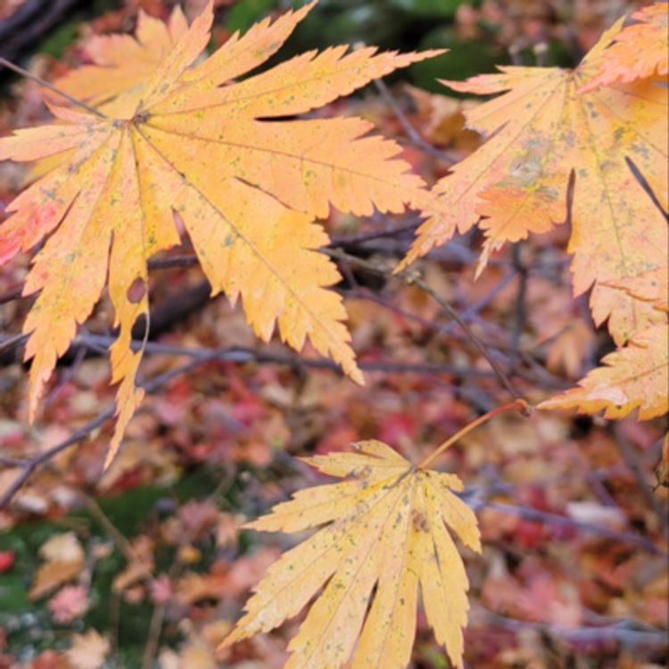 cover art for 늦어지는 가을 단풍에 이런 뜻이!