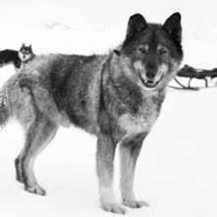 cover art for 1925 Serum Run 100 year anniversary