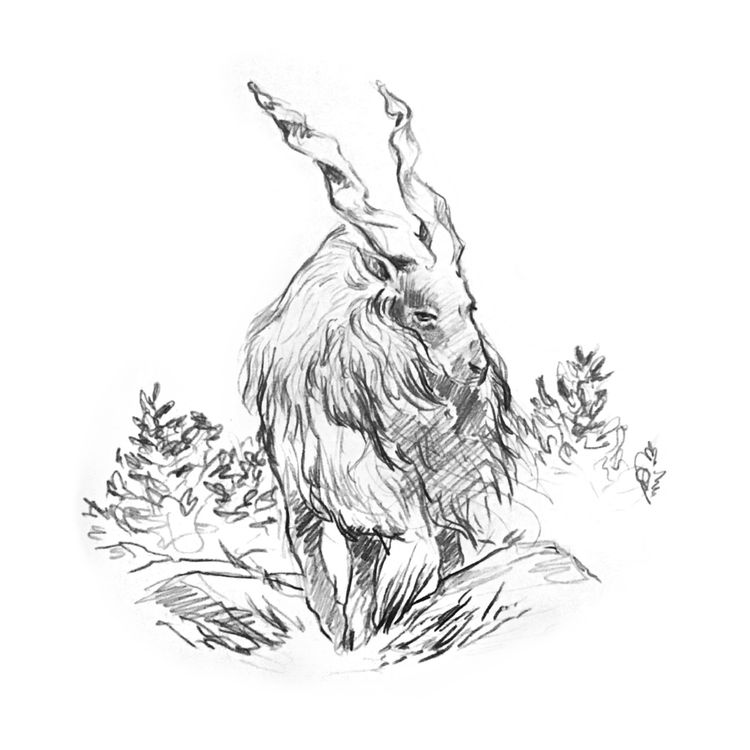 cover art for Le Bouc Noir