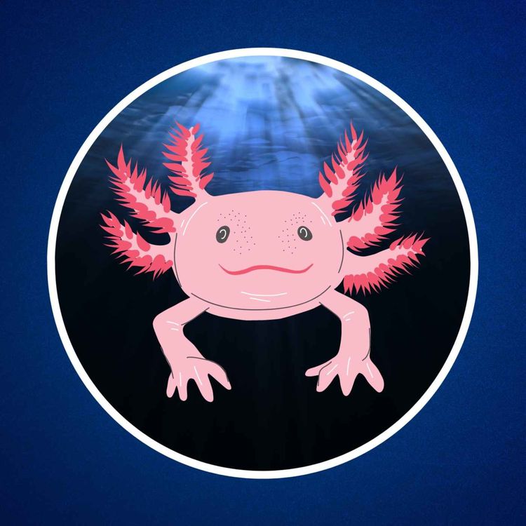 cover art for Quel est le mystérieux pouvoir de l'axolotl ?