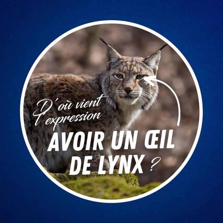 cover art for D'où vient l'expression "avoir un œil de lynx" ?