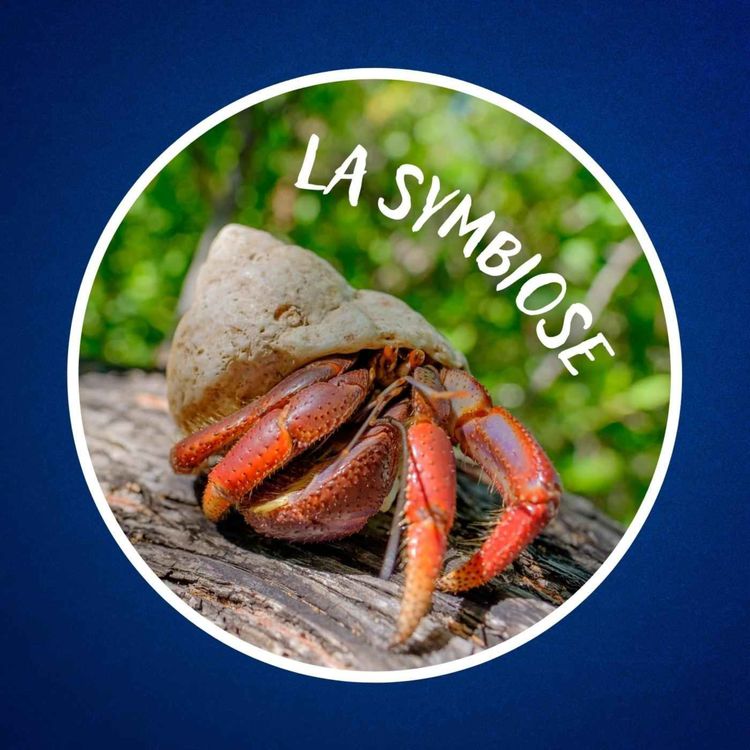 cover art for Qu'est-ce que la symbiose ?