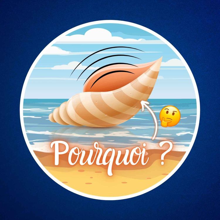 cover art for Pourquoi entend-on la mer dans les coquillages ? 🐚