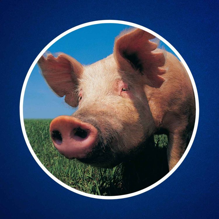 cover art for Pourquoi les musulmans et les juifs ne mangent pas de porc ? 🐷