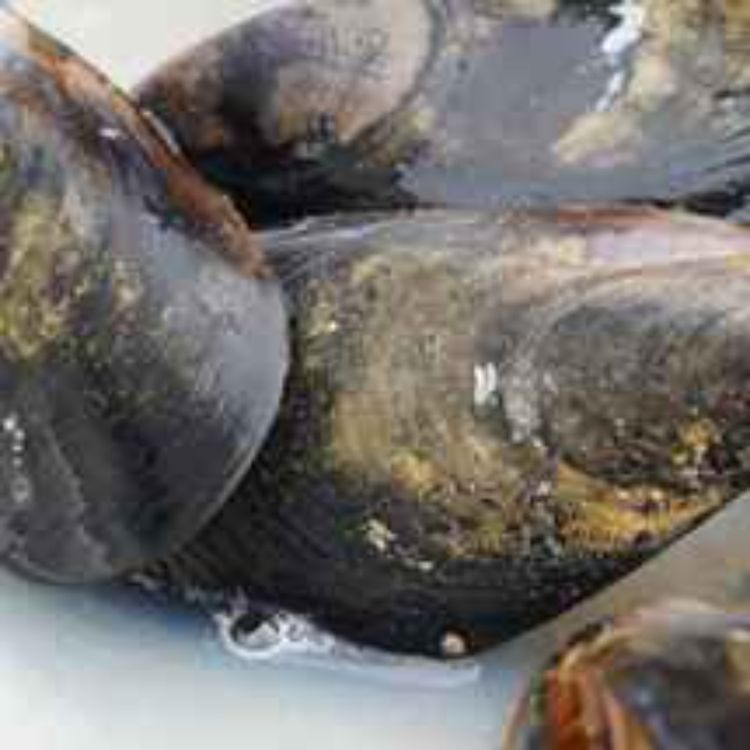 cover art for The Portarlington Mussel Festival - Committee Member John Smith