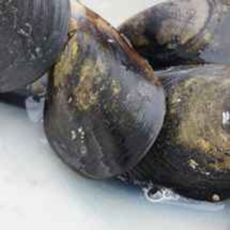 cover art for The Portarlington Mussel Festival - Committee Member John Smith