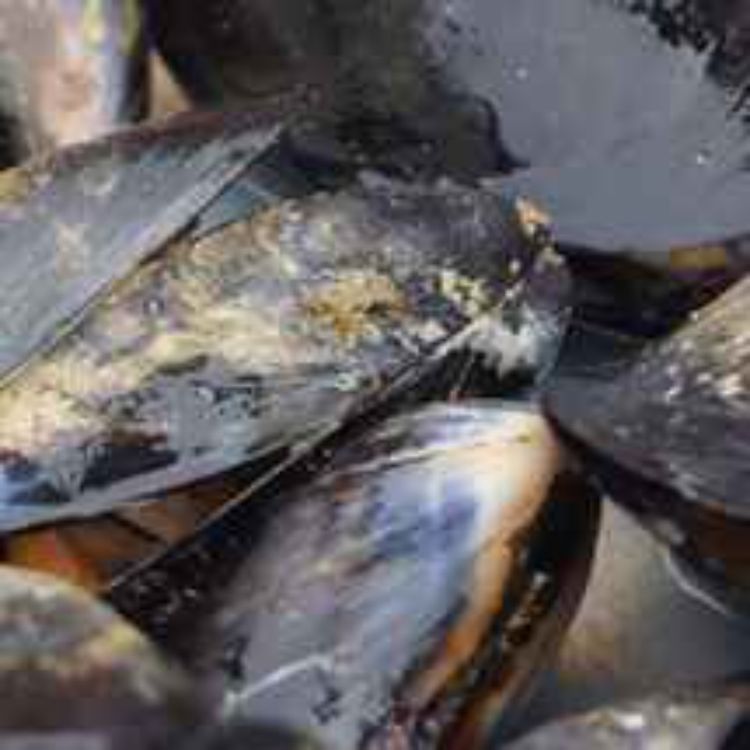 cover art for The Portarlington Mussel Festival - Committee Member John Smith