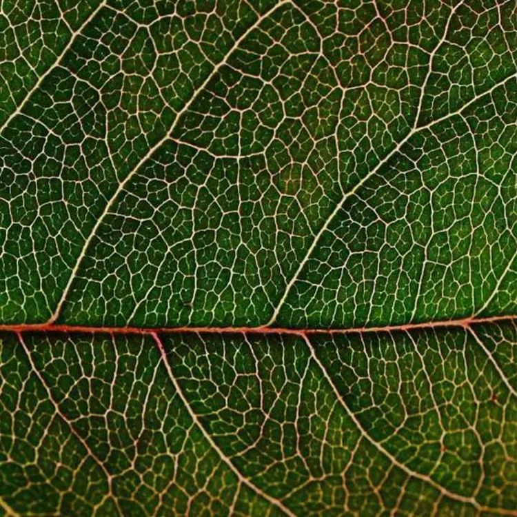 cover art for What is natural capital and why is it important?