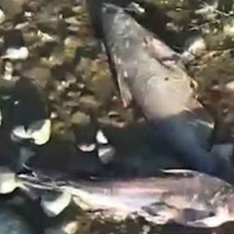 cover art for Rio Yaqui, en plena sequía ¿Contaminado por Minera?