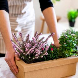 cover art for Let's Grow Together podcast