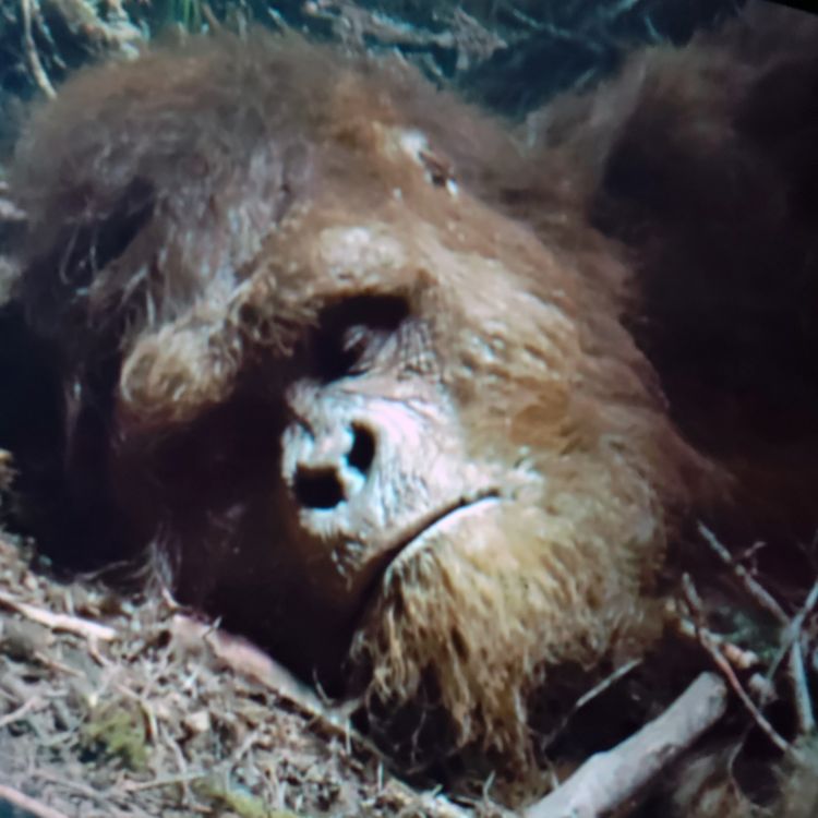 cover art for 11 TRUE SCARY NAVY SEAL HORROR STORIES