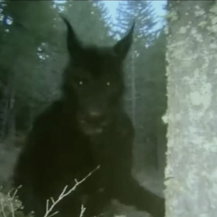 cover art for Navy SEAL WARNS Of NEW SPECIES He KILLED In GRAND CANYON MOUNTAINS