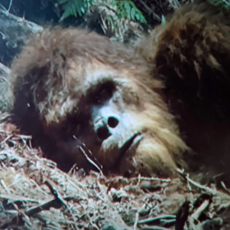 cover art for Alaska Man WARNS Of NEW SPECIES In DEEP WOODS