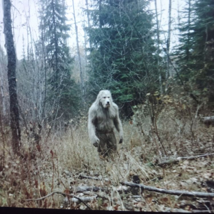 cover art for Ex Ranger Claims Spills the Beans on Yellowstone’s Unexplained Activity (Unverified)