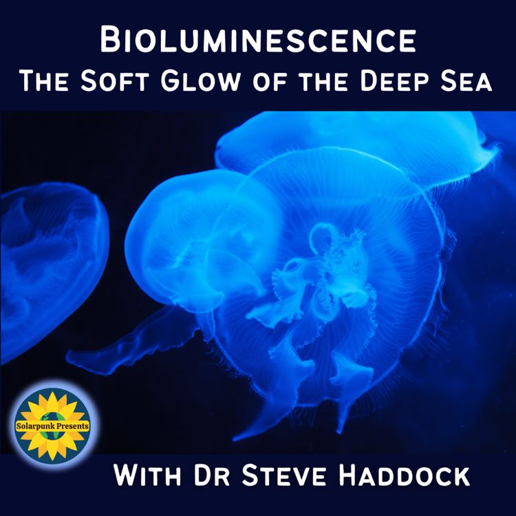 cover art for Bioluminescence: The Soft Glow of the Deep Sea, With Dr Steve Haddock