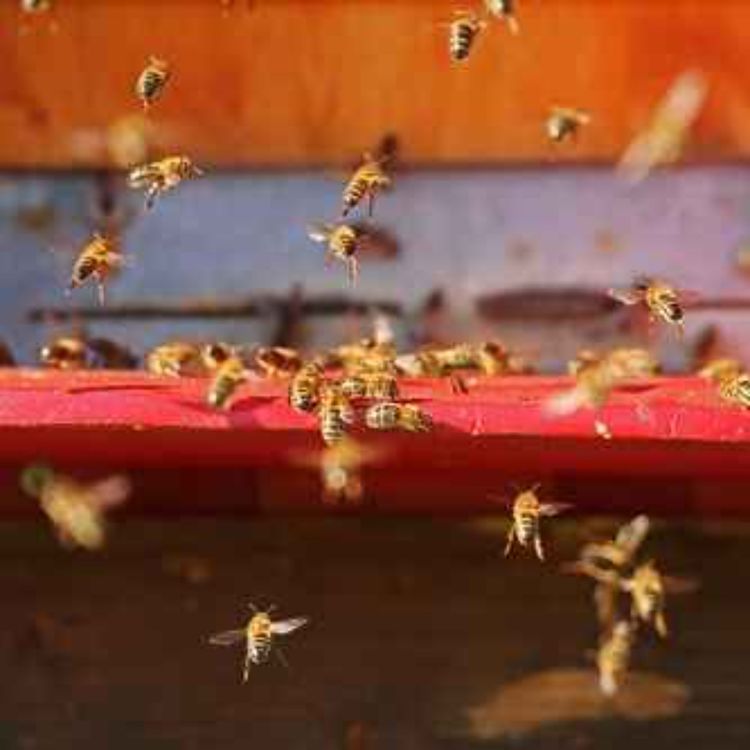 cover art for Beepocalypse Nah
